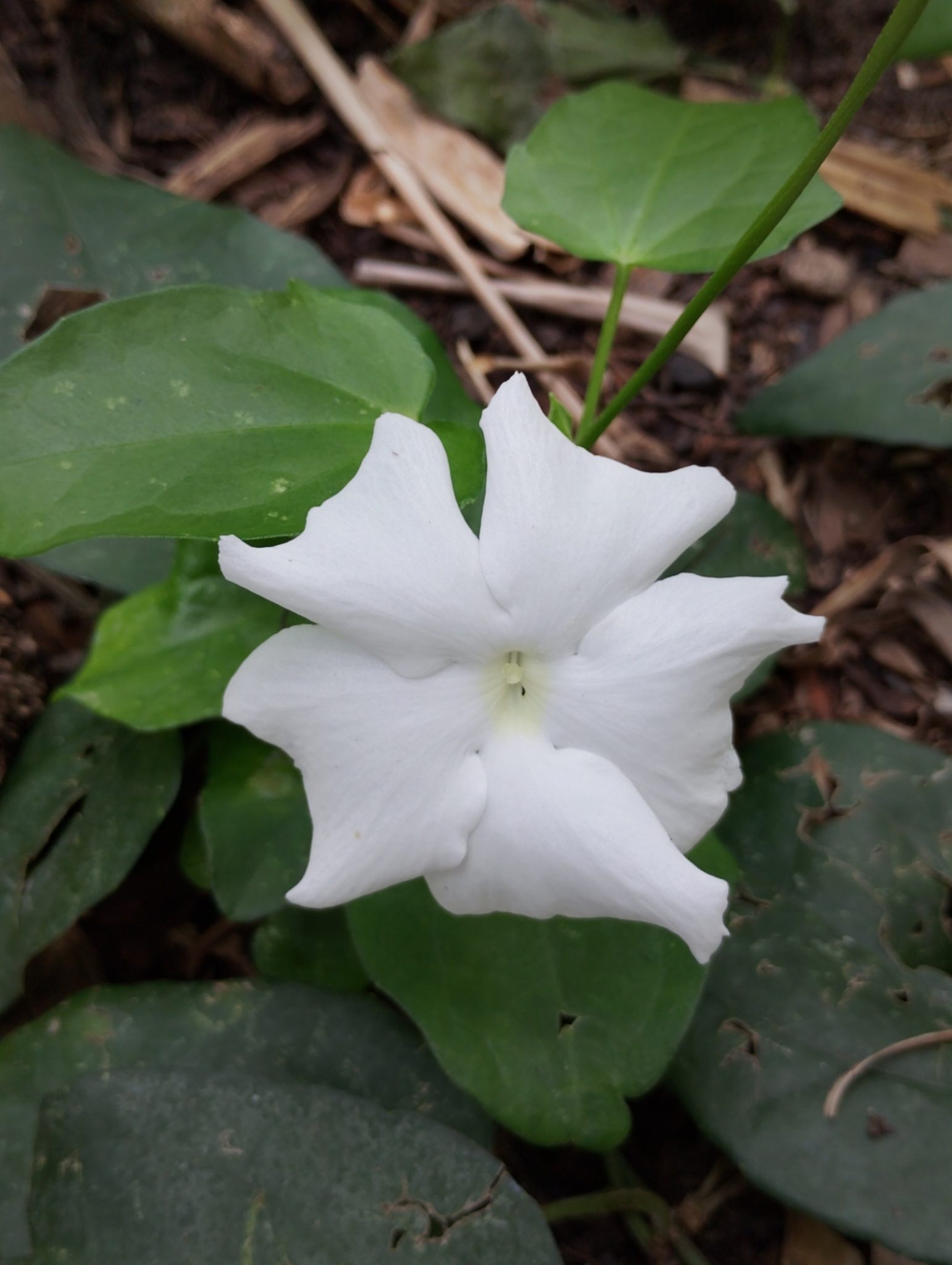 Thunbergia fragrans
