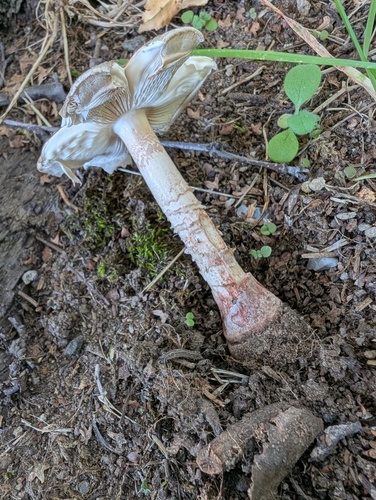 Amanita rubescens