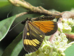 Actinote thalia pyrrha