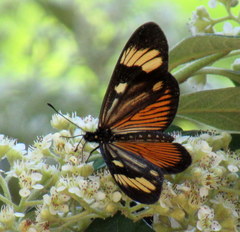 Actinote thalia pyrrha