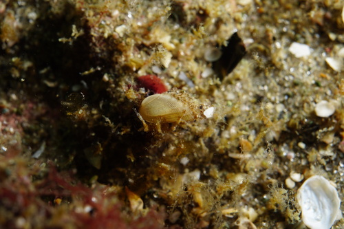 Gregariella barbata observed 2025-09-19