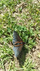 Metardaris cosinga
