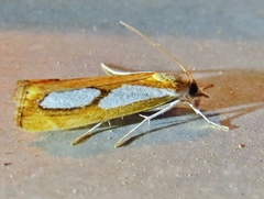 Catoptria pinella