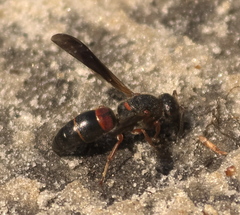 Euodynerus apopkensis