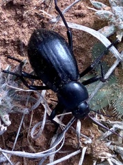 Stenomorpha convexicollis