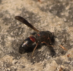 Euodynerus apopkensis