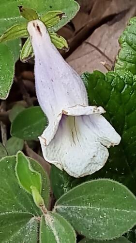 Sinningia eumorpha