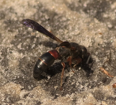 Euodynerus apopkensis