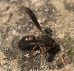Euodynerus apopkensis