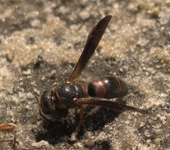 Euodynerus apopkensis