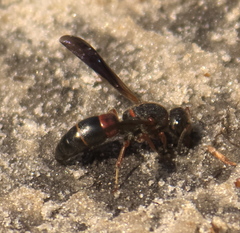 Euodynerus apopkensis