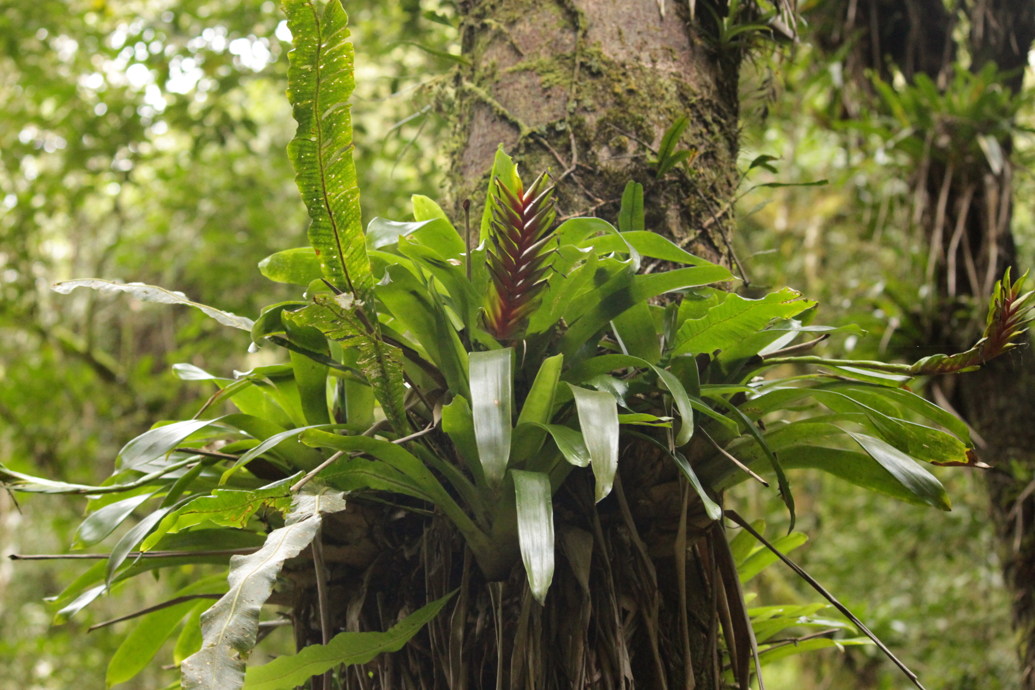 Vriesea interrogatoria