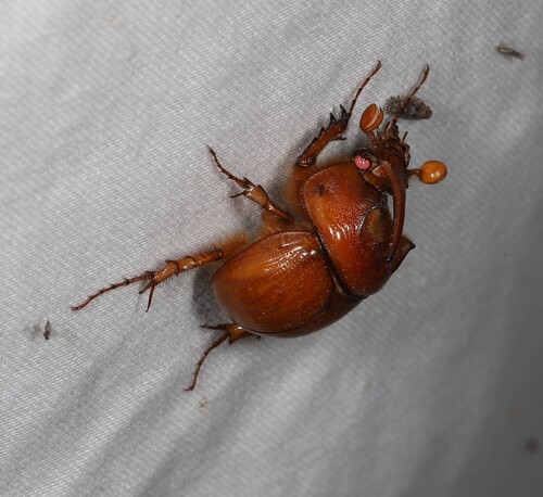Genus Blackburnium · iNaturalist
