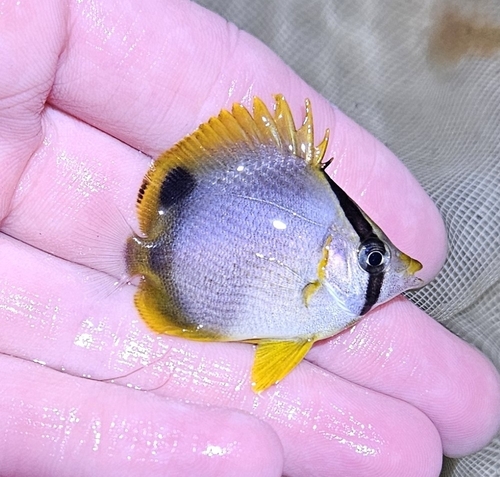 Photo of Spotfin butterflyfish (Chaetodon ocellatus)