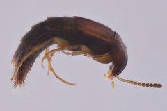 Bryoporus testaceus