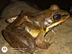 Lithobates maculatus