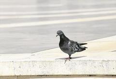 Columba livia