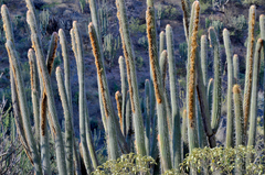 Espostoa mirabilis, photograph (c) Eduardo Dios Alemán, some rights reserved (CC BY-SA)