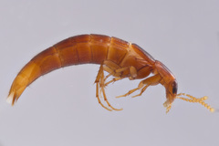 Ischnosoma lecontei