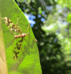 Mischoderus annuliferus
