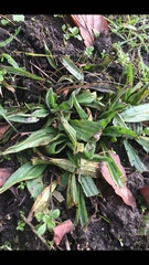 Plantago eriopoda