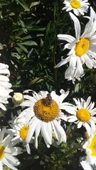Eristalis bogotensis