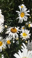 Eristalis bogotensis