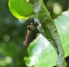 Homalocnemis