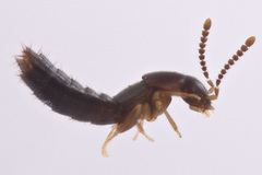 Ocyustiba appalachiana