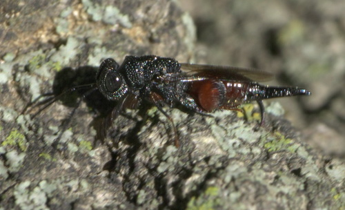 Phasgonophora sulcata photo 3
