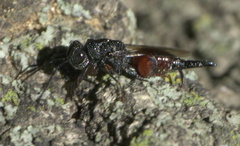 Phasgonophora sulcata