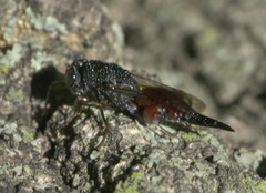 Phasgonophora sulcata