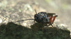 Phasgonophora sulcata