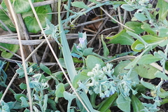 (c) WATANABE Hitoshi 渡辺仁, some rights reserved (CC BY) Mertensia simplicissima, photograph (c) WATANABE Hitoshi 渡辺仁, some rights reserved (CC BY)