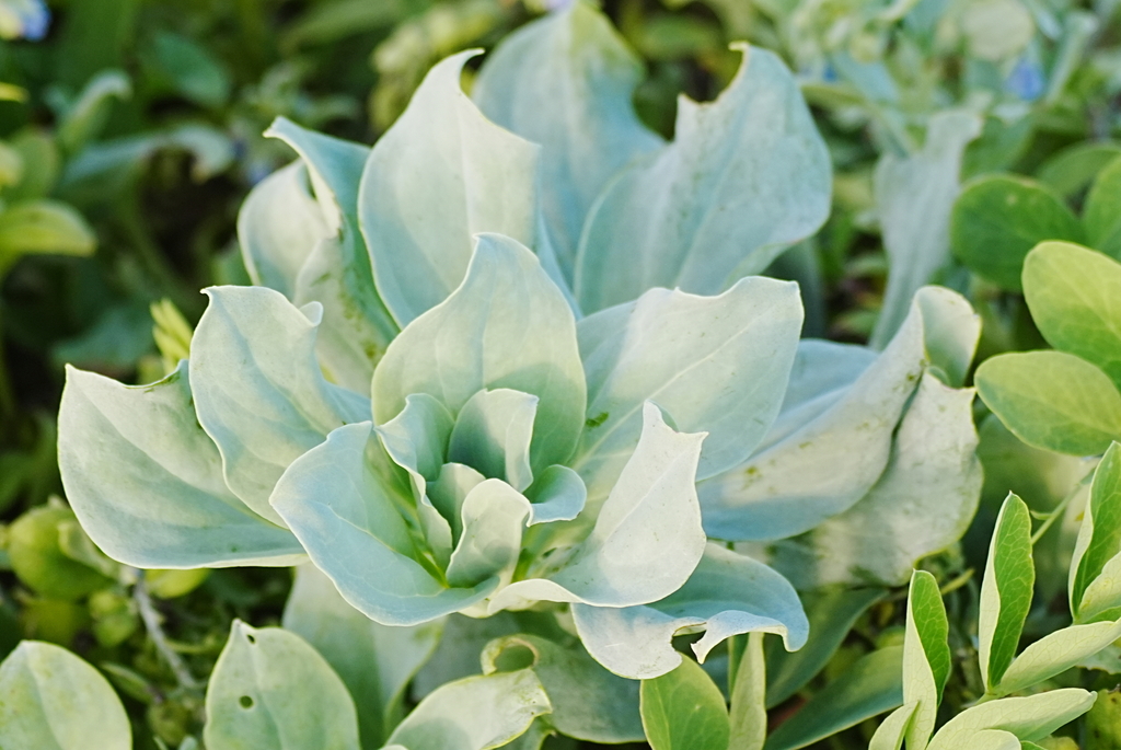 Mertensia simplicissima; photograph (c) WATANABE Hitoshi 渡辺仁, some rights reserved (CC BY)
