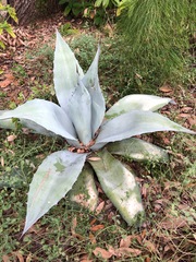 Agave ovatifolia