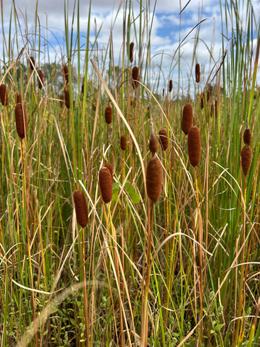 Typha laxmannii iNat (3)