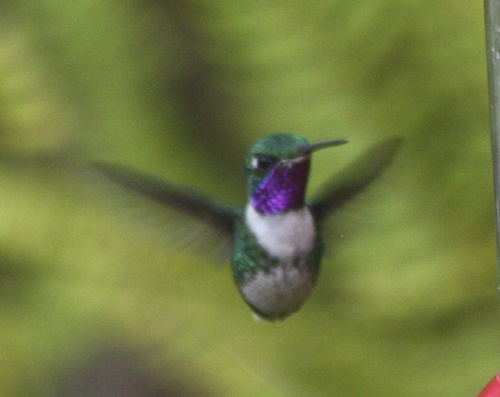 Chaetocercus mulsant