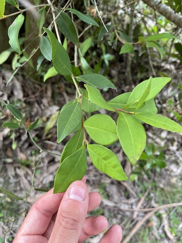 Eugenia uruguayensis (Eugenia uruguayensis)