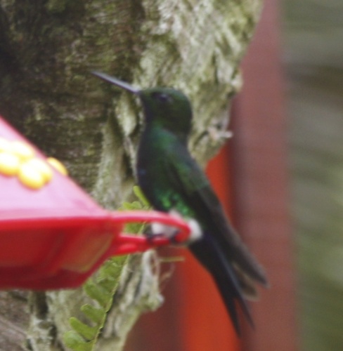 Eriocnemis vestita