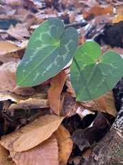 Hexastylis virginica