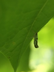 Argyresthia oreasella