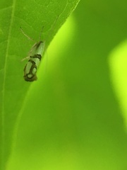 Argyresthia oreasella