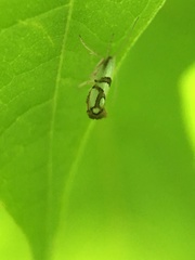 Argyresthia oreasella