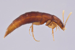 Ischnosoma suteri