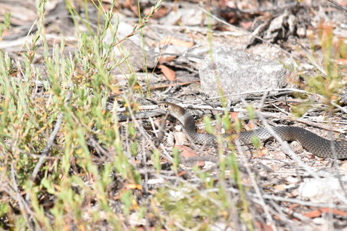 Eastern Brown Snake sighting