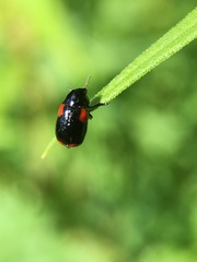 Babia quadriguttata