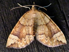 Eulithis populata