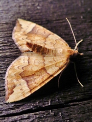 Eulithis populata
