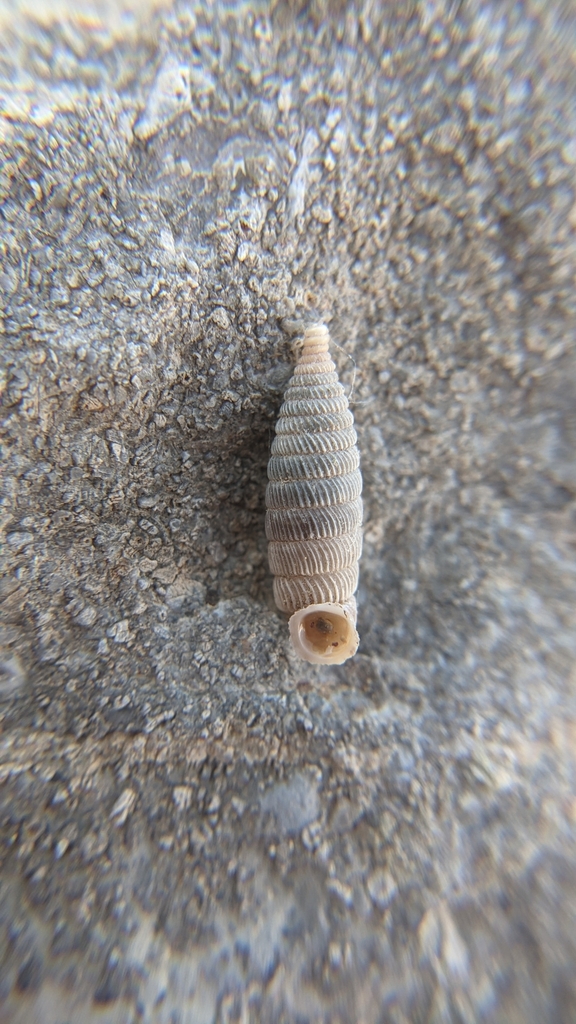 Coelostemma